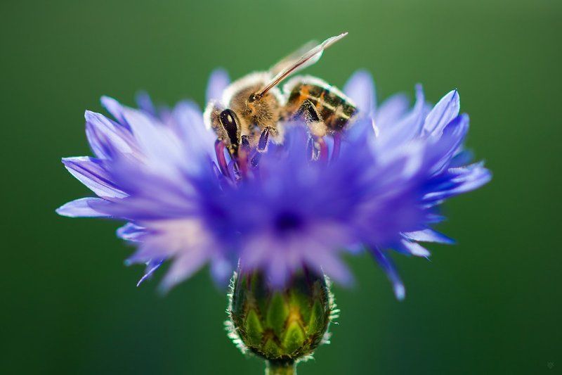 Cornflower фото превью