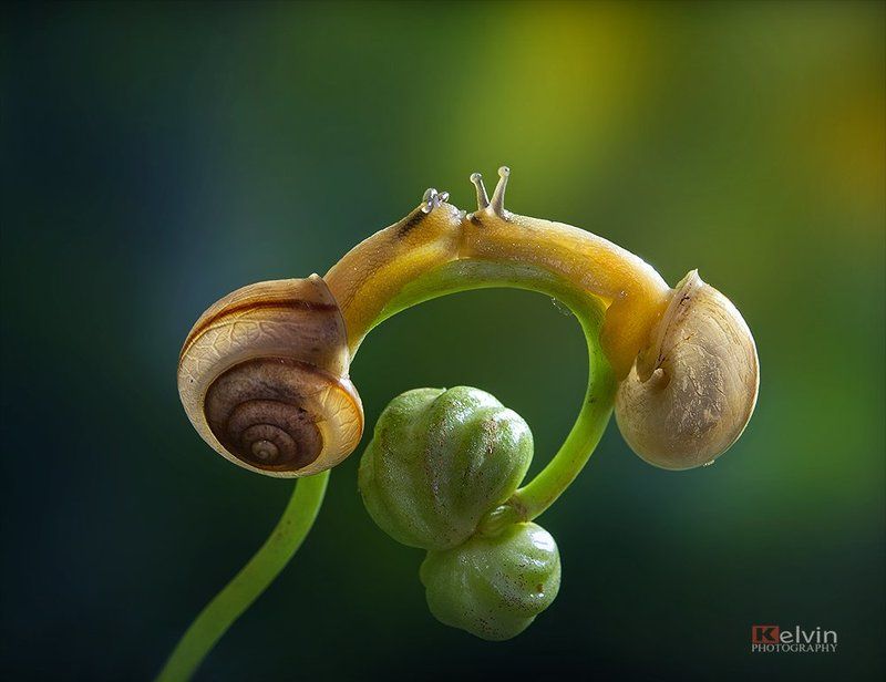 Chuyện Ốc фото превью