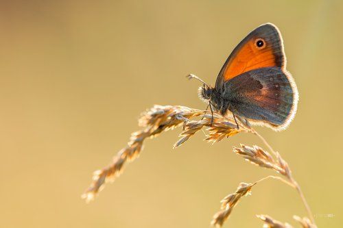 Закатное сияние