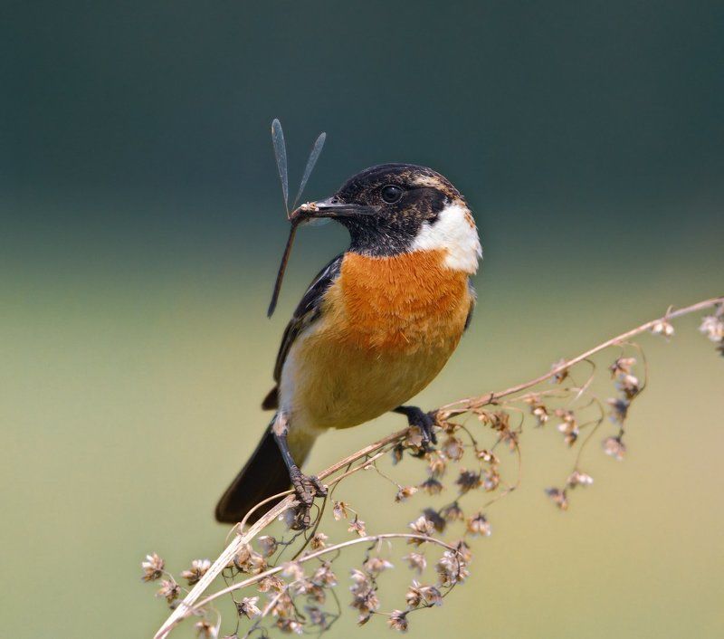 Saxicola rubetra, Птицы, Серия, Чекан *** фото превью