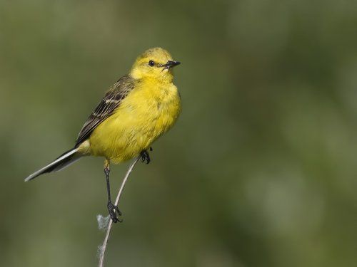 Желтолобая трясогузка - Motacilla lutea.