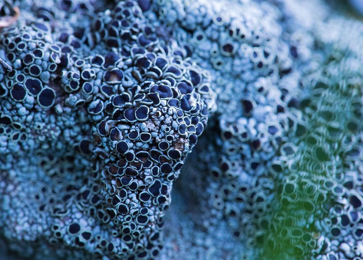 , Станислав Савицкий