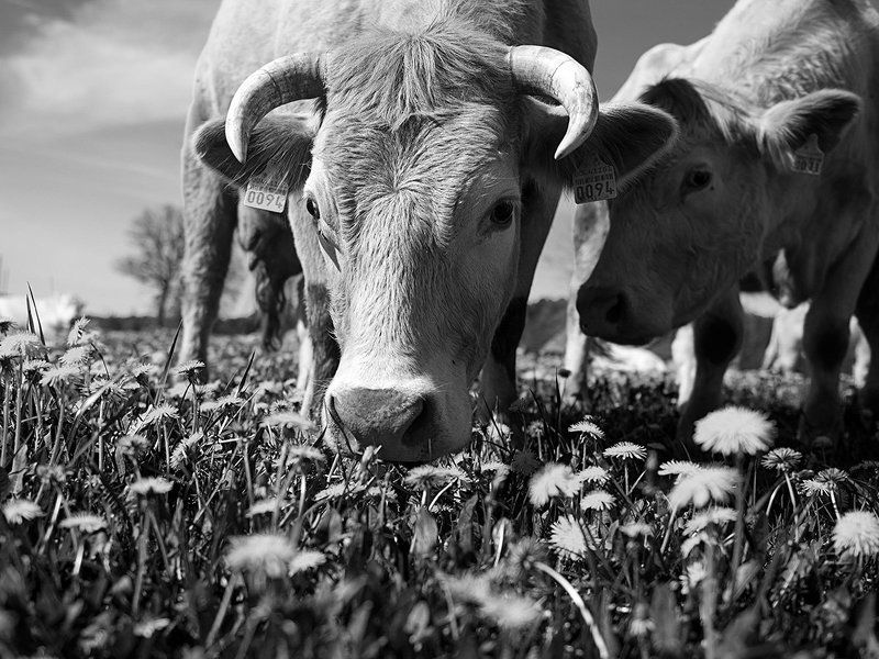 Знак благополучия фото превью