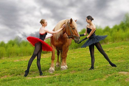 The horse