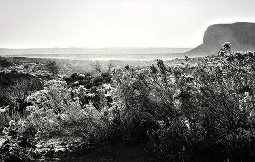 Wilderness in the morning