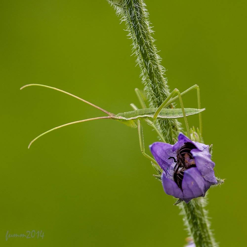 , Игорь ФУММ