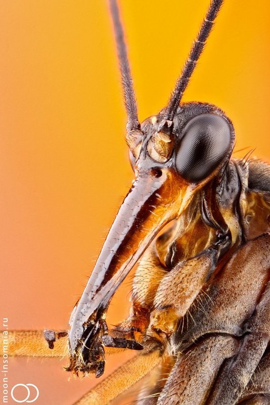 макро,скорпионница,муха,скорпион,природа,супер макро,стекинг Скорпионовая муха фото превью