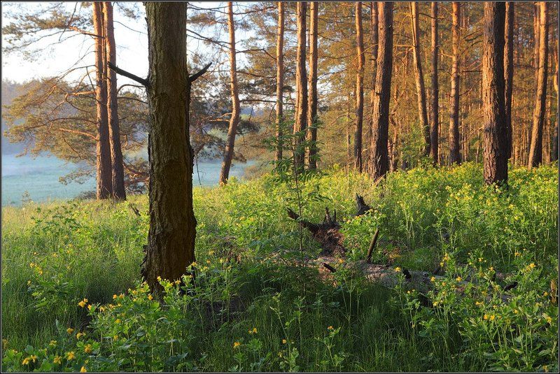 Опушка фото превью