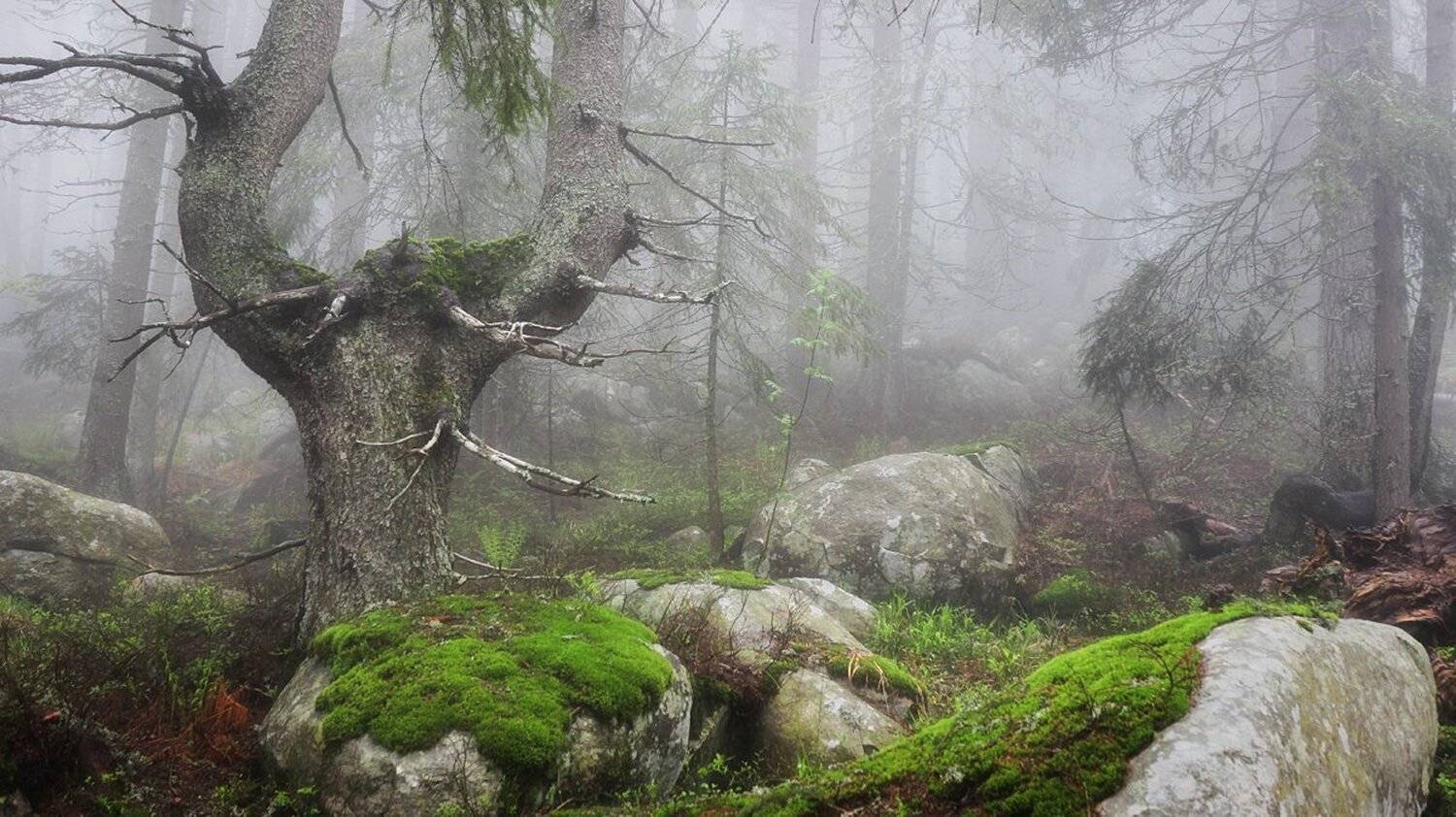 , Ирина Костова