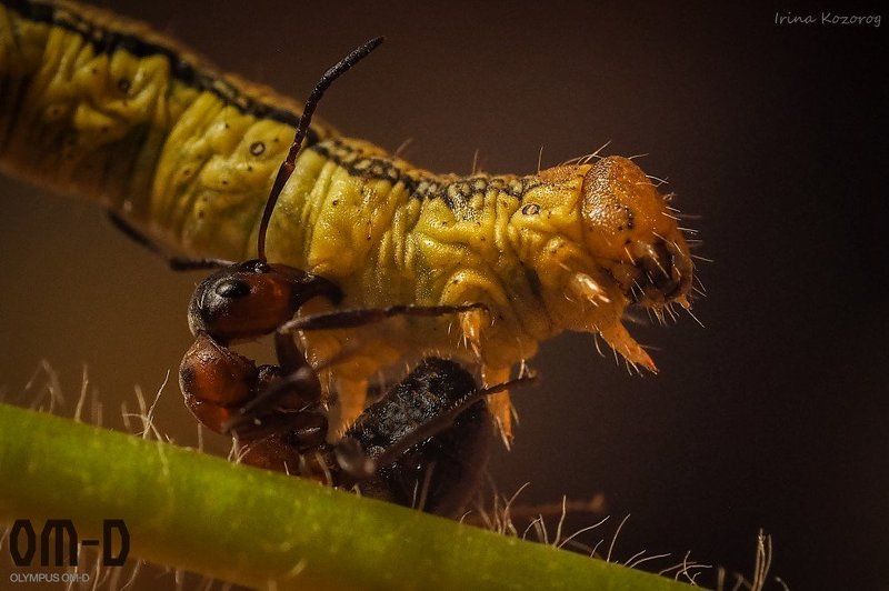 Битва титанов фото превью