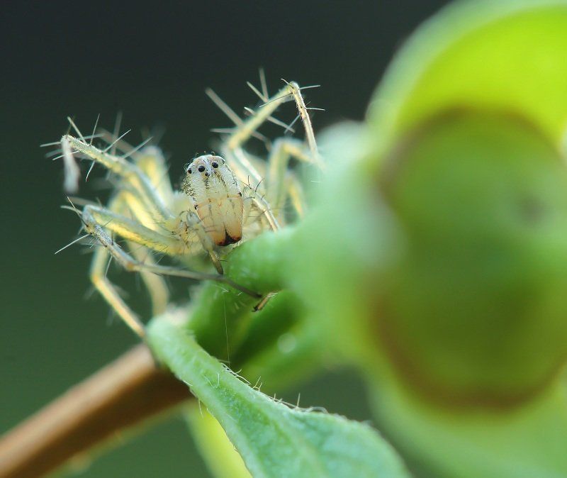 Паук-рысь фото превью