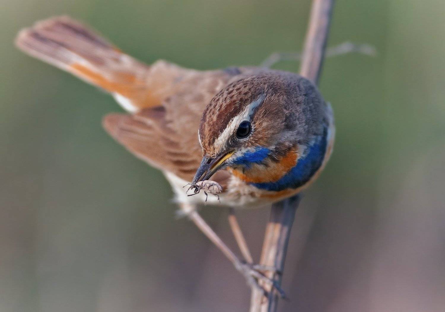 Luscinia svecica, Варакушка, holod