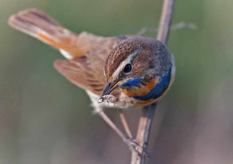 Luscinia svecica, Варакушка *** фото превью