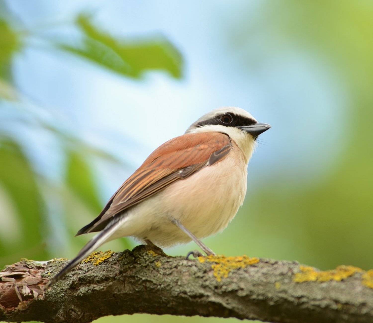 Птицы Жулан, Игорь Олейник