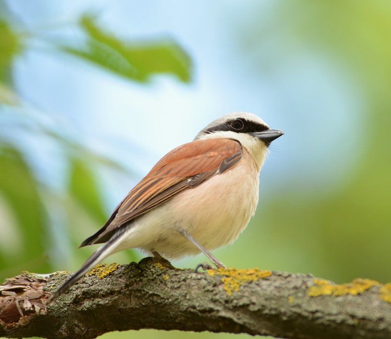 Птицы Жулан Жулан. фото превью