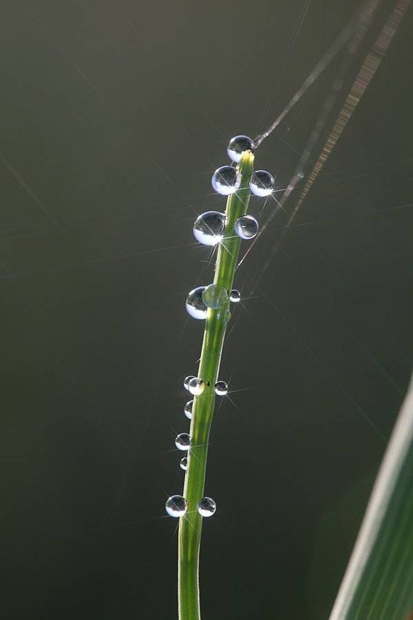 , Сергей Таланов