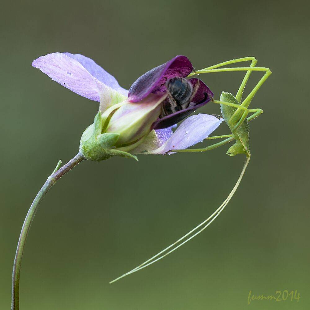 , Игорь ФУММ