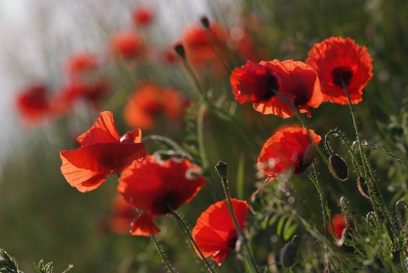 Как ярки они и грешны! -  Не спрятаться в травах зелёных... фото превью