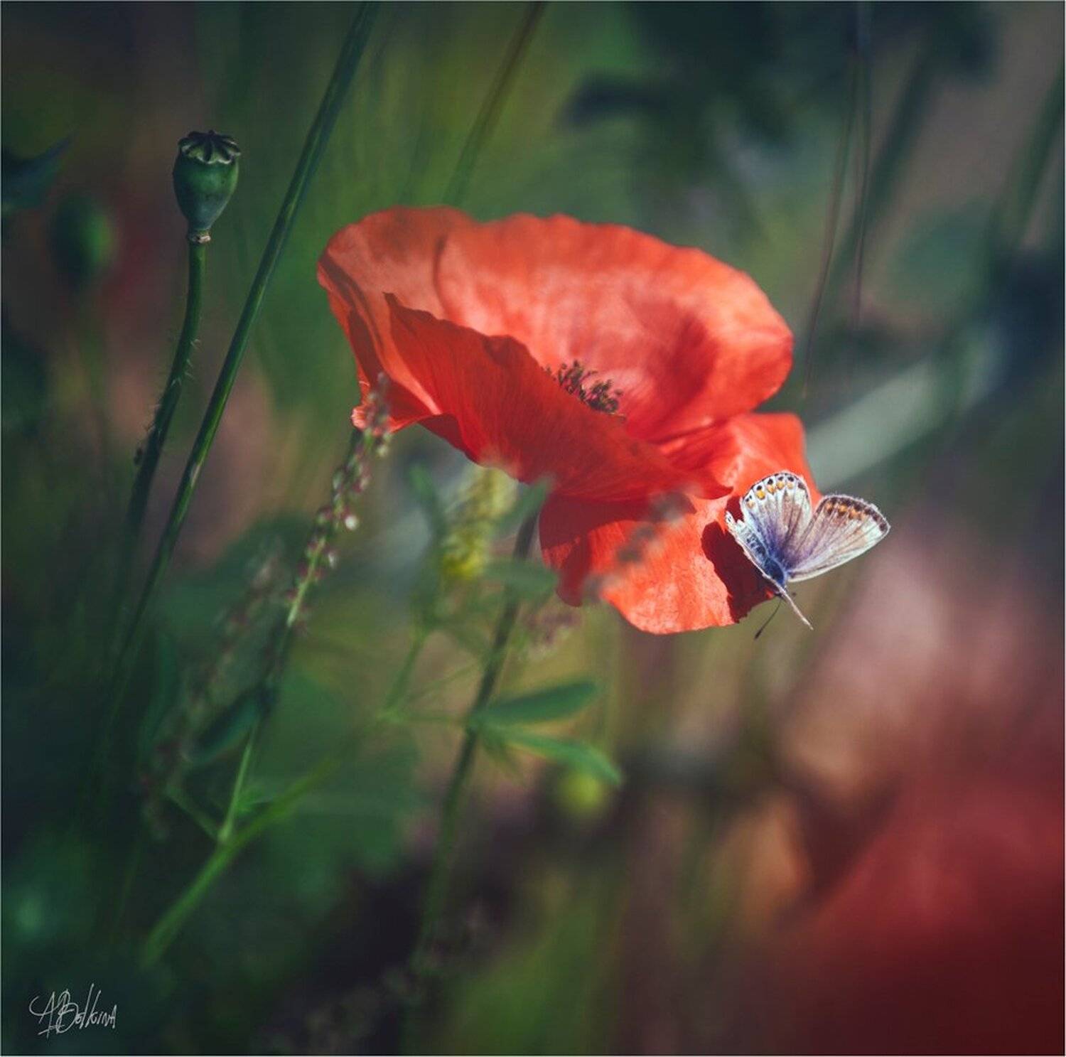 , Ариадна Белкина