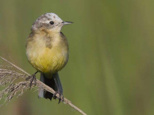 Motacilla flava.