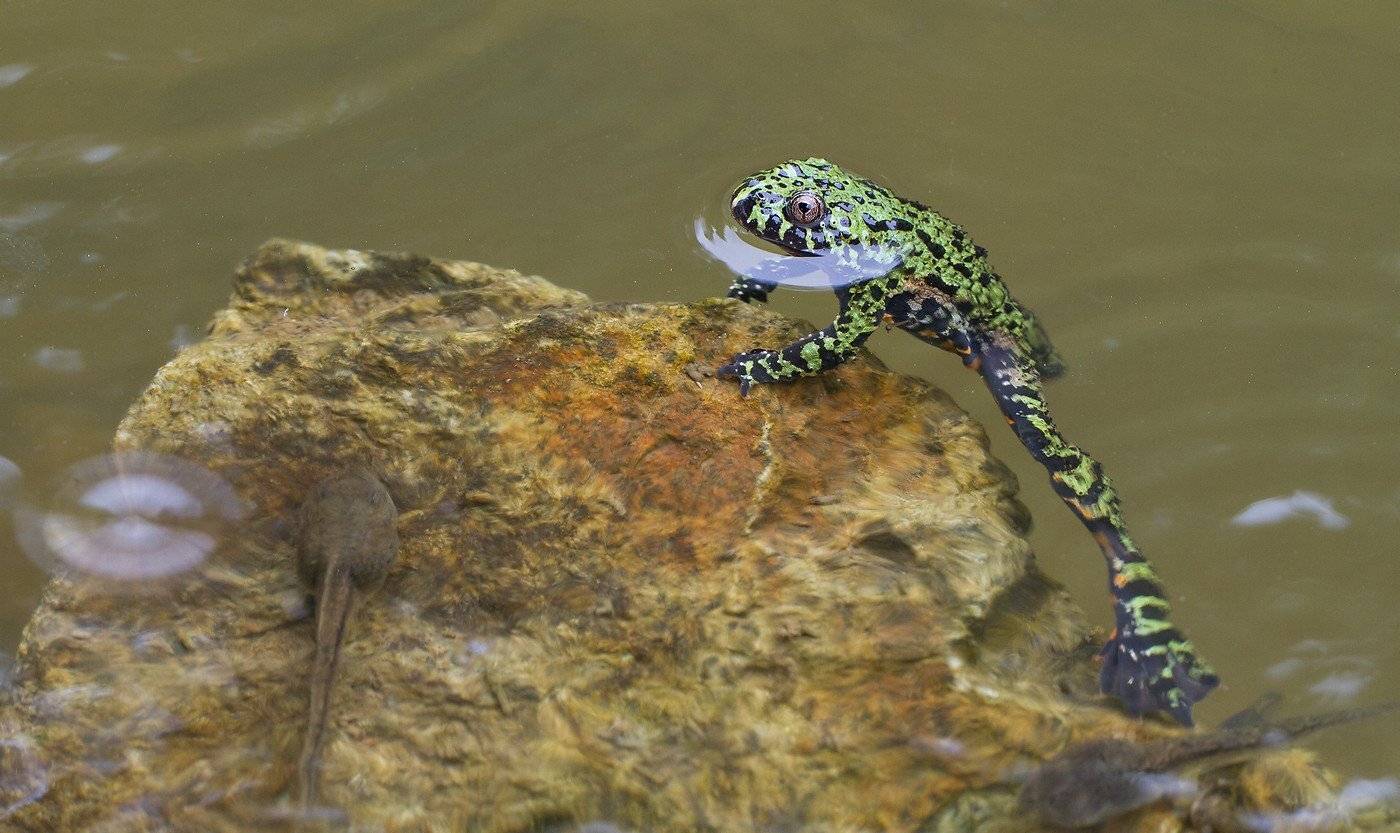 , Евгений Слободской