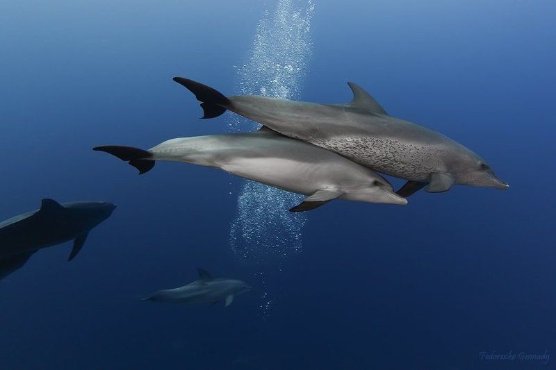 Танцы с Дельфинами II фото превью