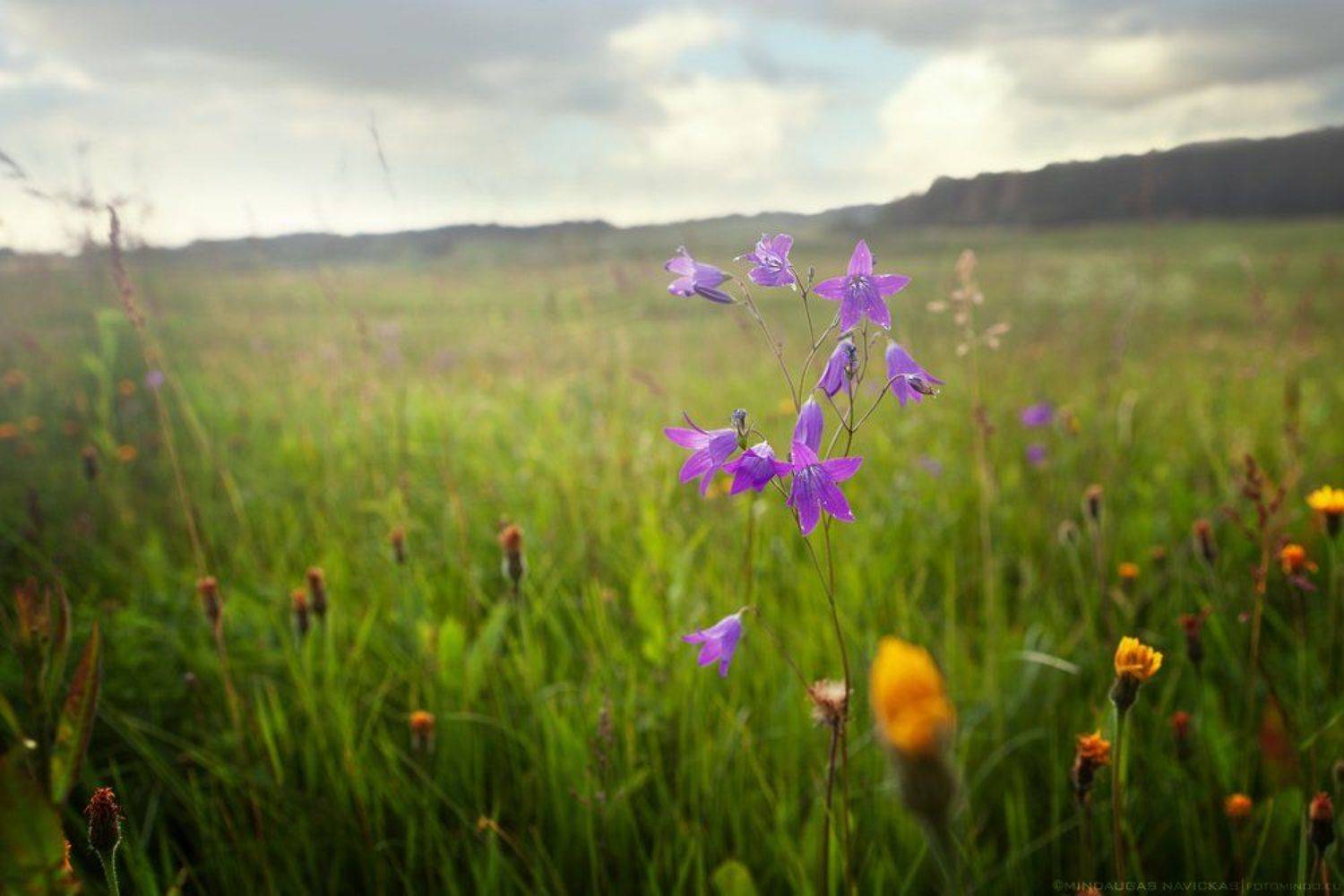 , Mindaugas Navickas