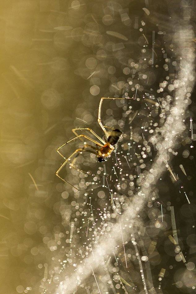 , Иваненко Светлана