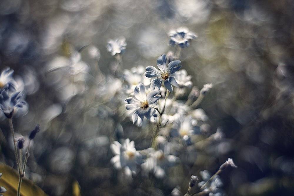 Primoplan, Елена Галицкая