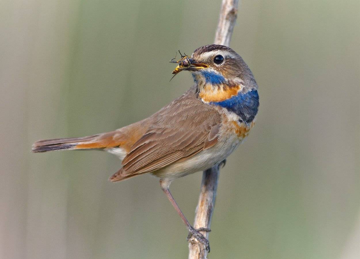 Luscinia svecica, Vogel, Варакушка, holod