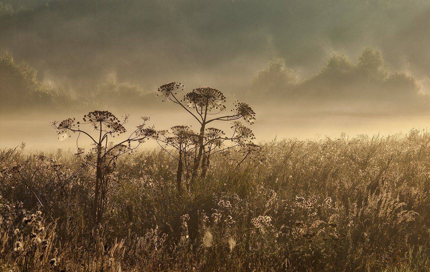 , Владимир Перепечаев