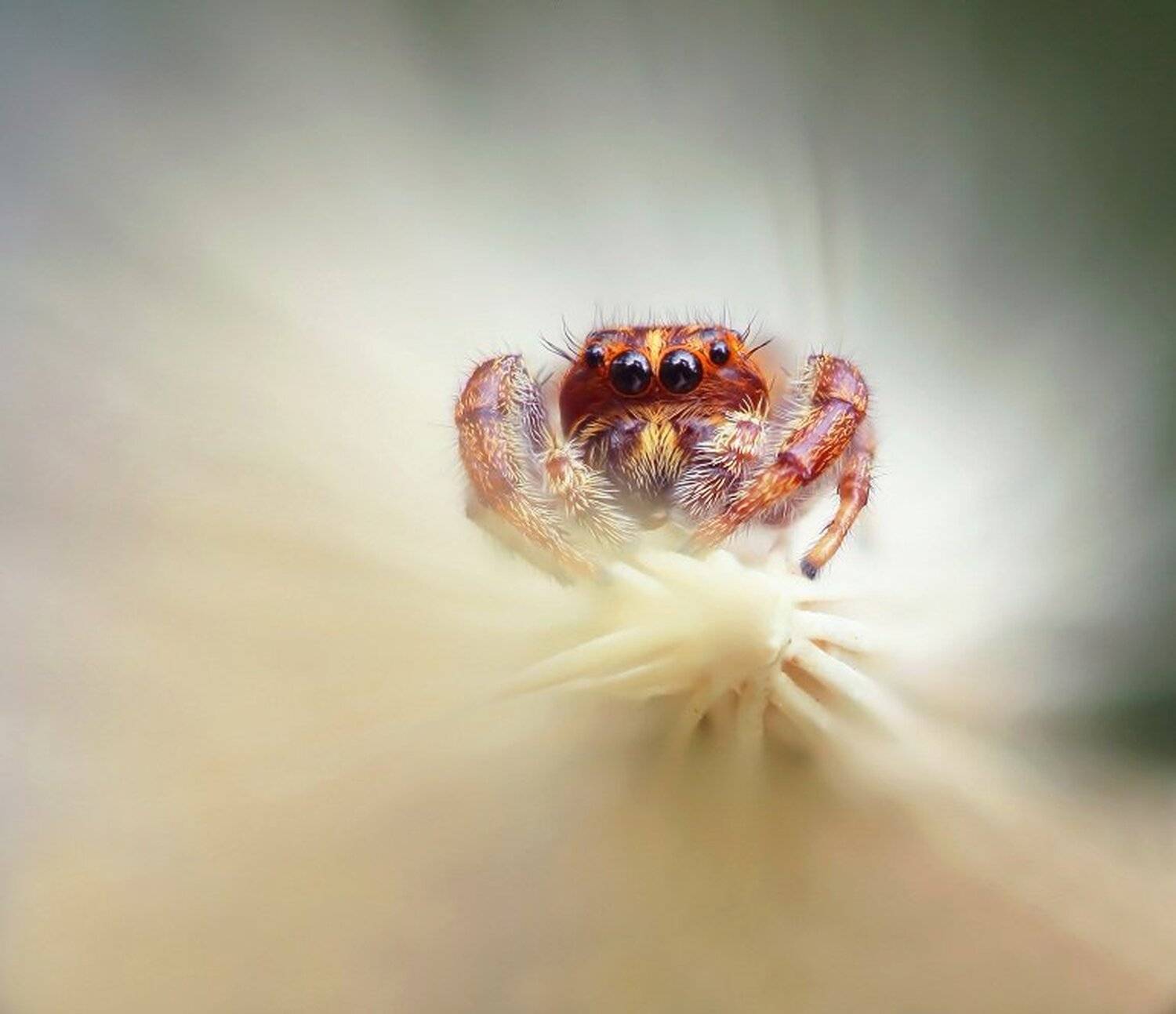 , Александр