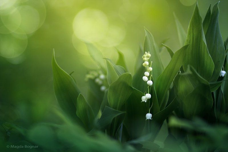 The Wonders of Spring Forest фото превью