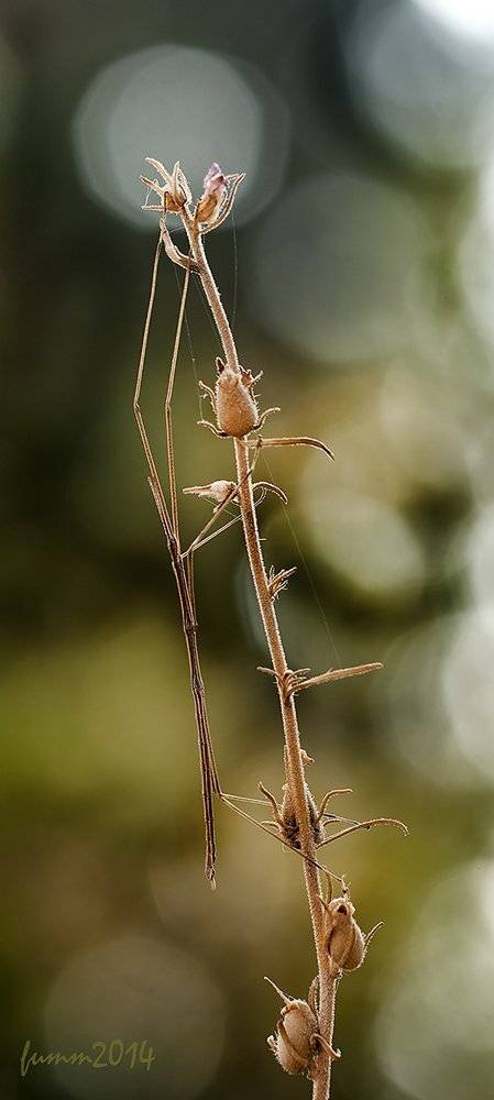 , Игорь ФУММ