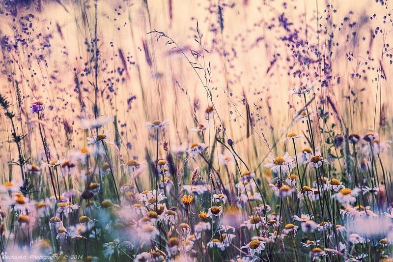 Celestial Summer IV фото превью