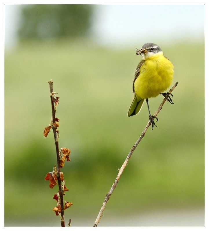 Nikon, Желтый, Охота, Природа, Птицы, Трясогузка Желтые фото превью