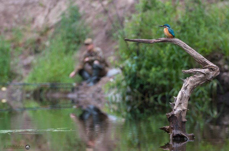 Зимородок, Окресности, Пейзаж с птицей, Пейзаж с рекой, Река, Рыбак, Саров, Фотограф, Фотоохота РыбачкИ фото превью
