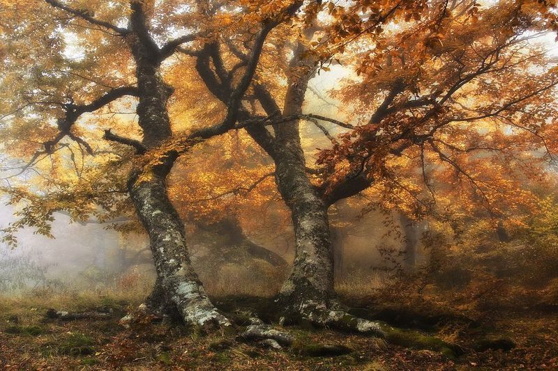 Хранители леса фото превью