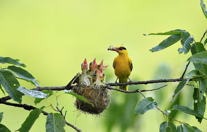 Brooding фото превью