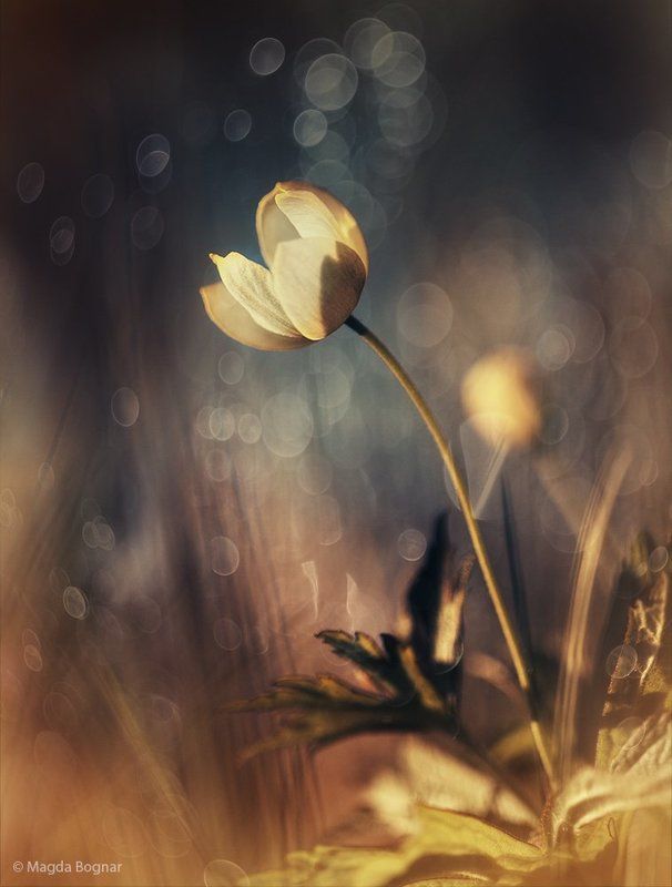 Memories of Daylight фото превью