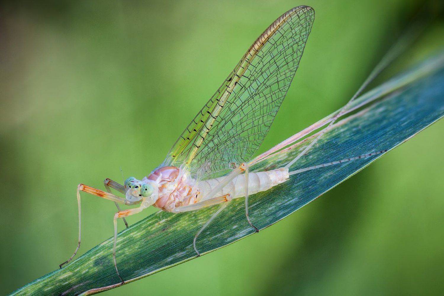 , Вадим Ходаковский