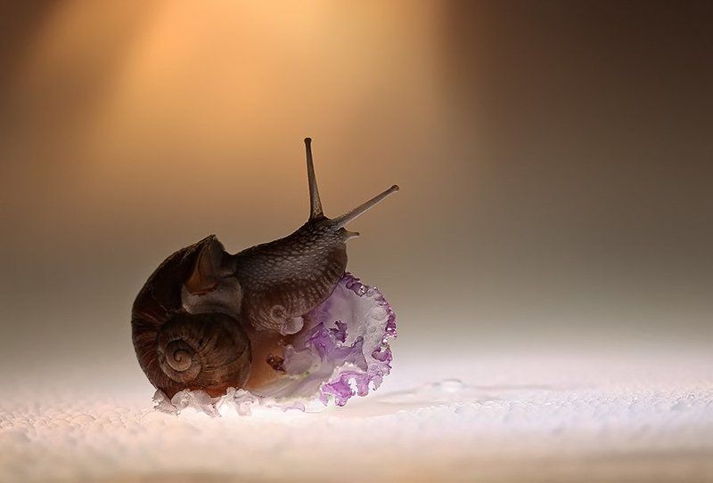 О цветах и улитках фото превью