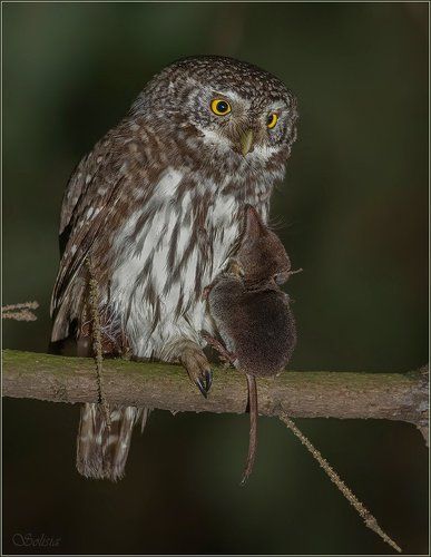 Удачная охота