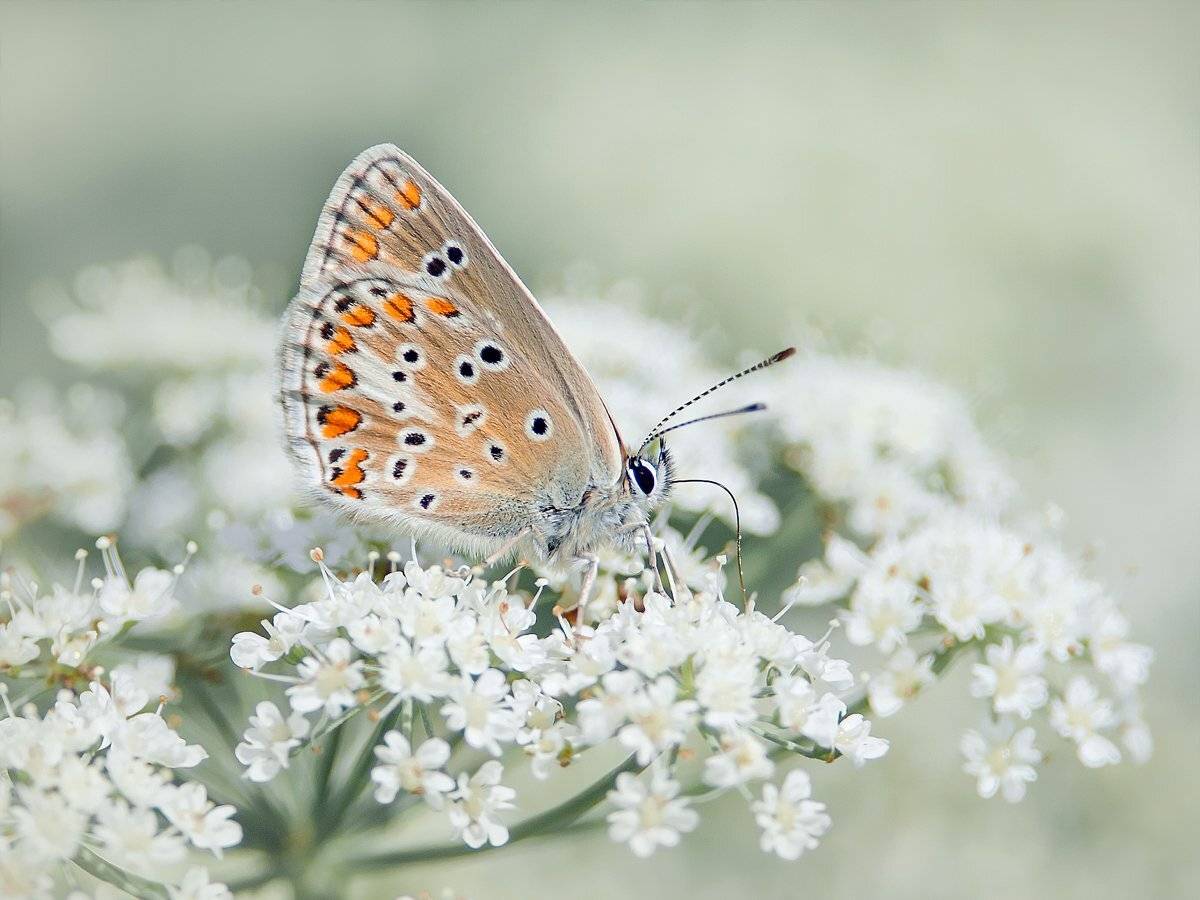 , Валерий Субачев