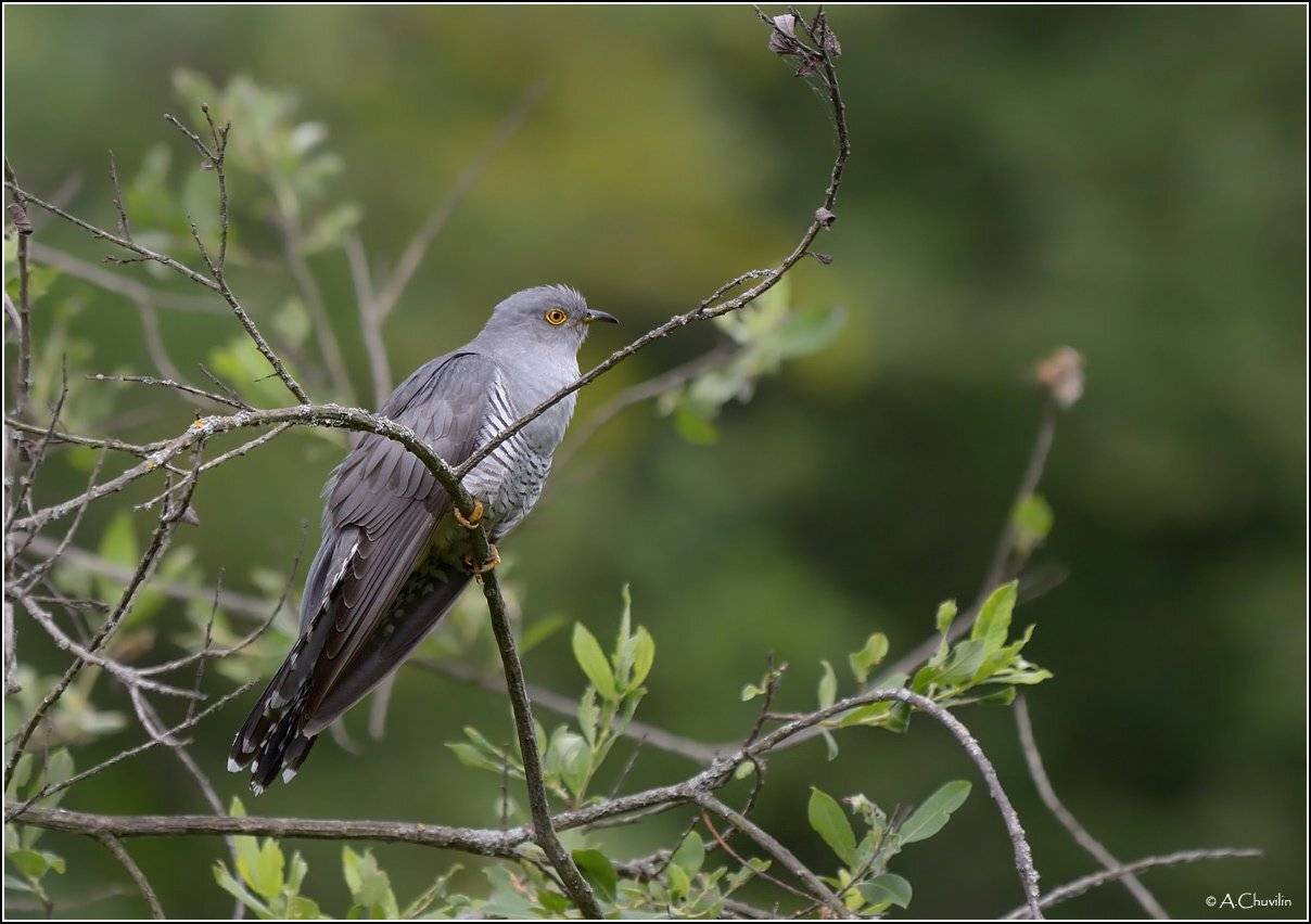 птица,кукушка,июнь, Александр Чувилин