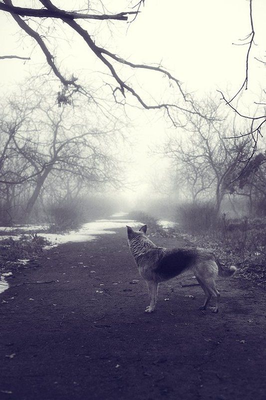 Alone, Animals, Art, City, Dog, Fog, Photo, Sea, Город, Жанр, Животные, Море, Одиночество, Пес, Туман, Фото День из жизни одного пса. фото превью