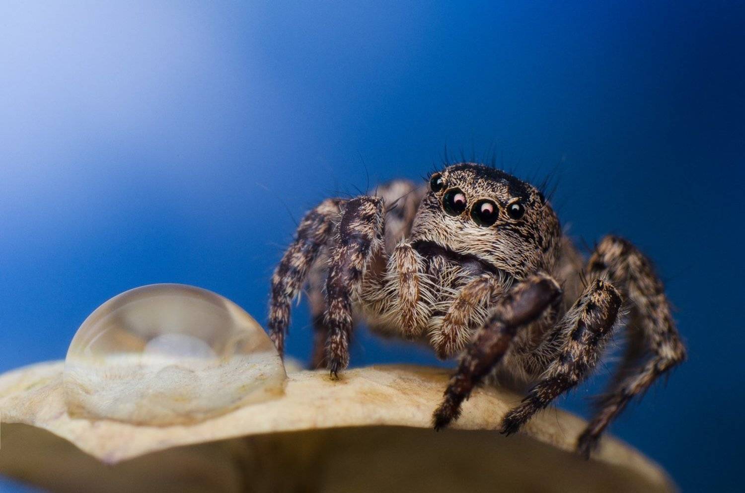 , Ренат Тугушев