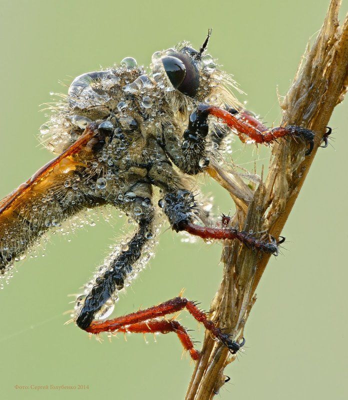 Macro, Micro-nikkor af 105mm f/2.8 d, Nikon d 800, Zerene stacker, Сергей Голубенко Портрет Ктыря фото превью