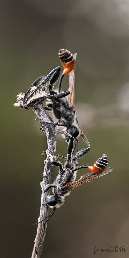 , Игорь ФУММ