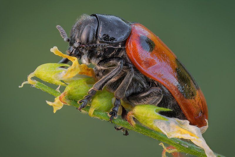 +----+ фото превью